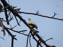 Ducula bicolor