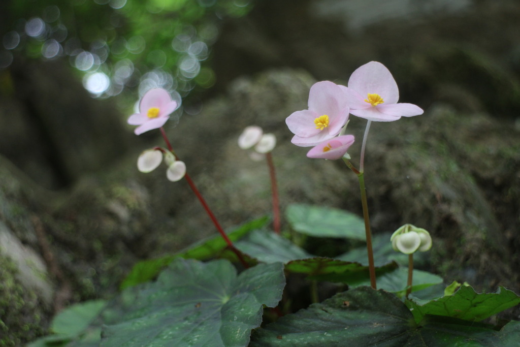 Begonia austrotaiwanensis