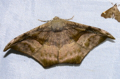Oxydia scriptipennaria