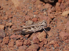 Oedaleus abruptus