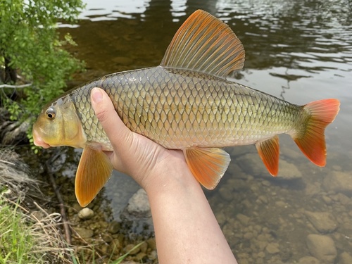Greater redhorse (Moxostoma valenciennesi) — Catostomidae