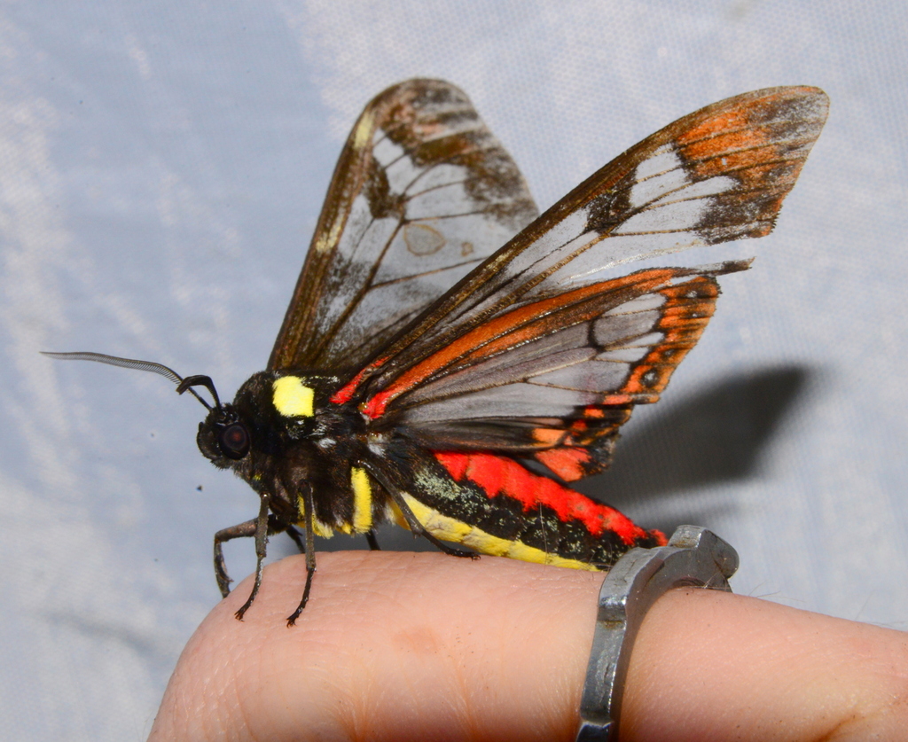 Dysschema marginalis