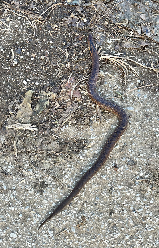 Assam Mountain Snake from Mae Fa Luang, Mae Fa Luang District, Chiang ...