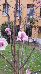 Magnolia