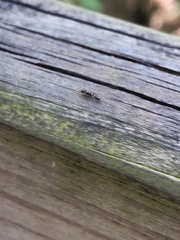 Pseudomyrmex ejectus