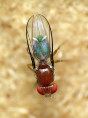 Chymomyza procnemoides