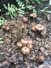 Lyophyllum anthracophilum