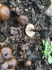 Lyophyllum anthracophilum