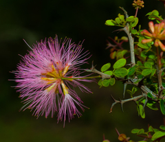 Calliandra haematomma