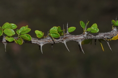 Calliandra haematomma