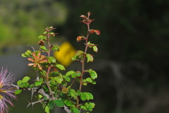Calliandra haematomma