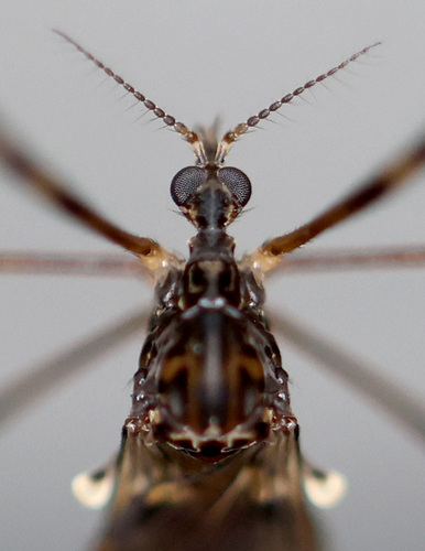 Metalimnobia immatura