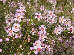 Chamelaucium uncinatum