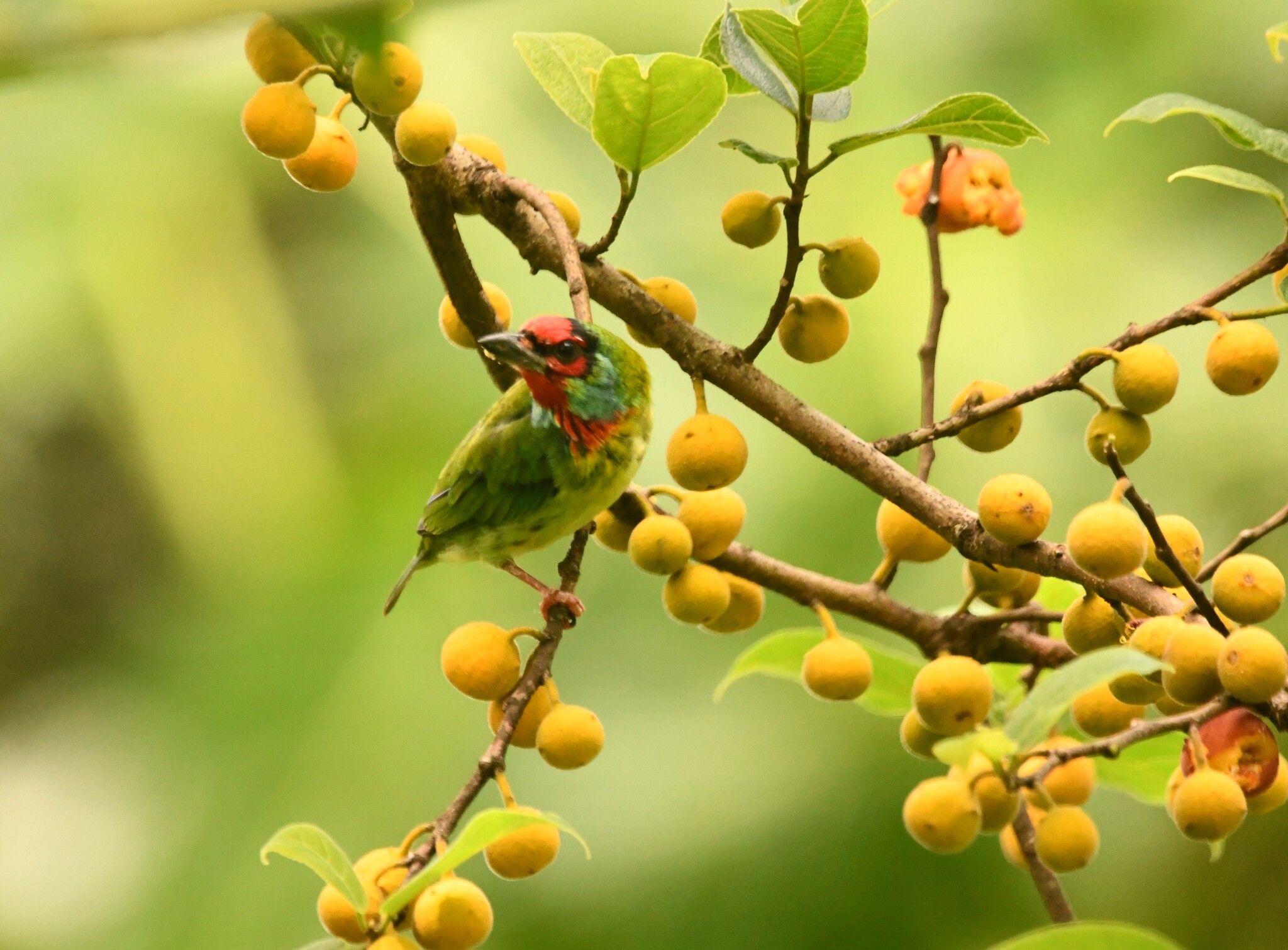 Malabar Barbet illustration