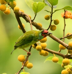 Malabar Barbet photo 3