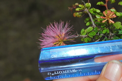 Calliandra haematomma