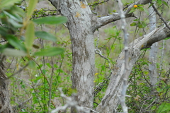 Calliandra haematomma