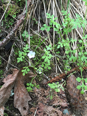 Nemophila