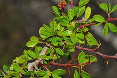 Calliandra haematomma