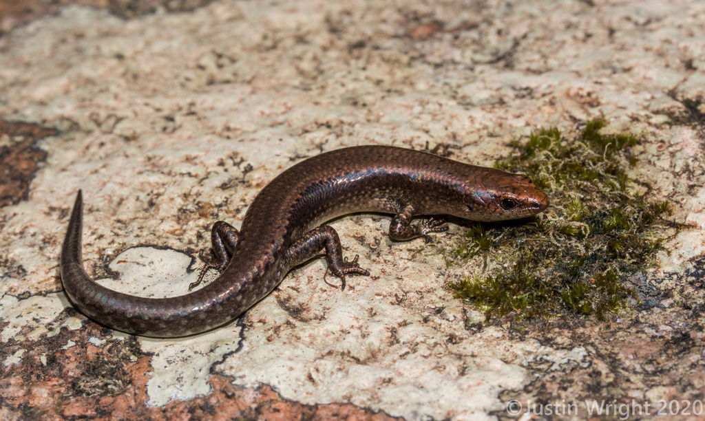 Mount Elliot Sunskink (Lampropholis elliotensis)