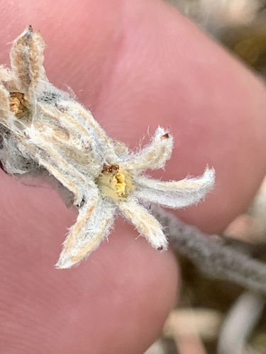 Tribonanthes australis (Tribonanthes australis)