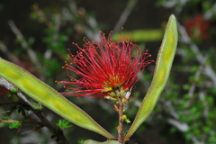 Calliandra haematomma colletioides
