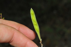 Calliandra haematomma colletioides