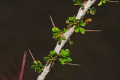 Calliandra haematomma colletioides