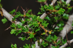 Calliandra haematomma colletioides
