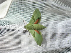 Proserpinus terlooii