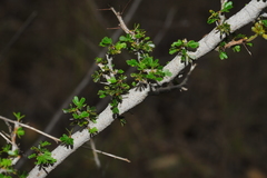Calliandra haematomma colletioides