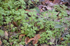Parietaria floridana