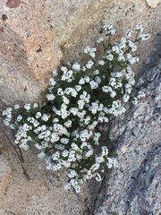 Plagiobothrys collinus californicus