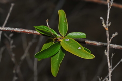 Mascagnia jamaicensis