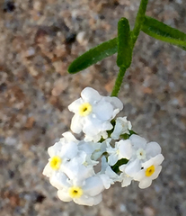 Plagiobothrys collinus californicus