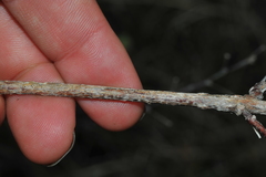 Mascagnia jamaicensis