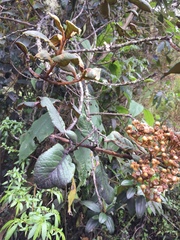 Hesperomeles ferruginea