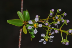Mascagnia jamaicensis