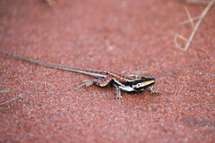 Ctenophorus isolepis