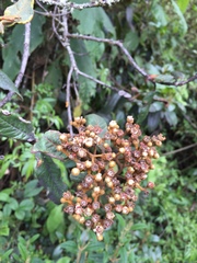 Hesperomeles ferruginea