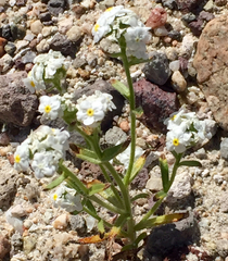 Plagiobothrys collinus californicus