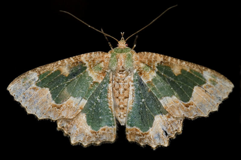 Bizarre Looper Moth