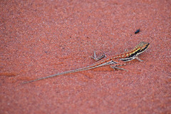 Ctenophorus isolepis