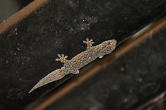 Gehyra purpurascens