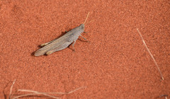 Goniaeoidea