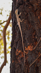 Long-Nosed Water Dragon photo 5