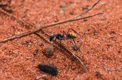 Camponotus aurocinctus