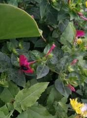 Mirabilis jalapa