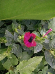 Mirabilis jalapa