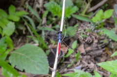 Orthetrum schneideri